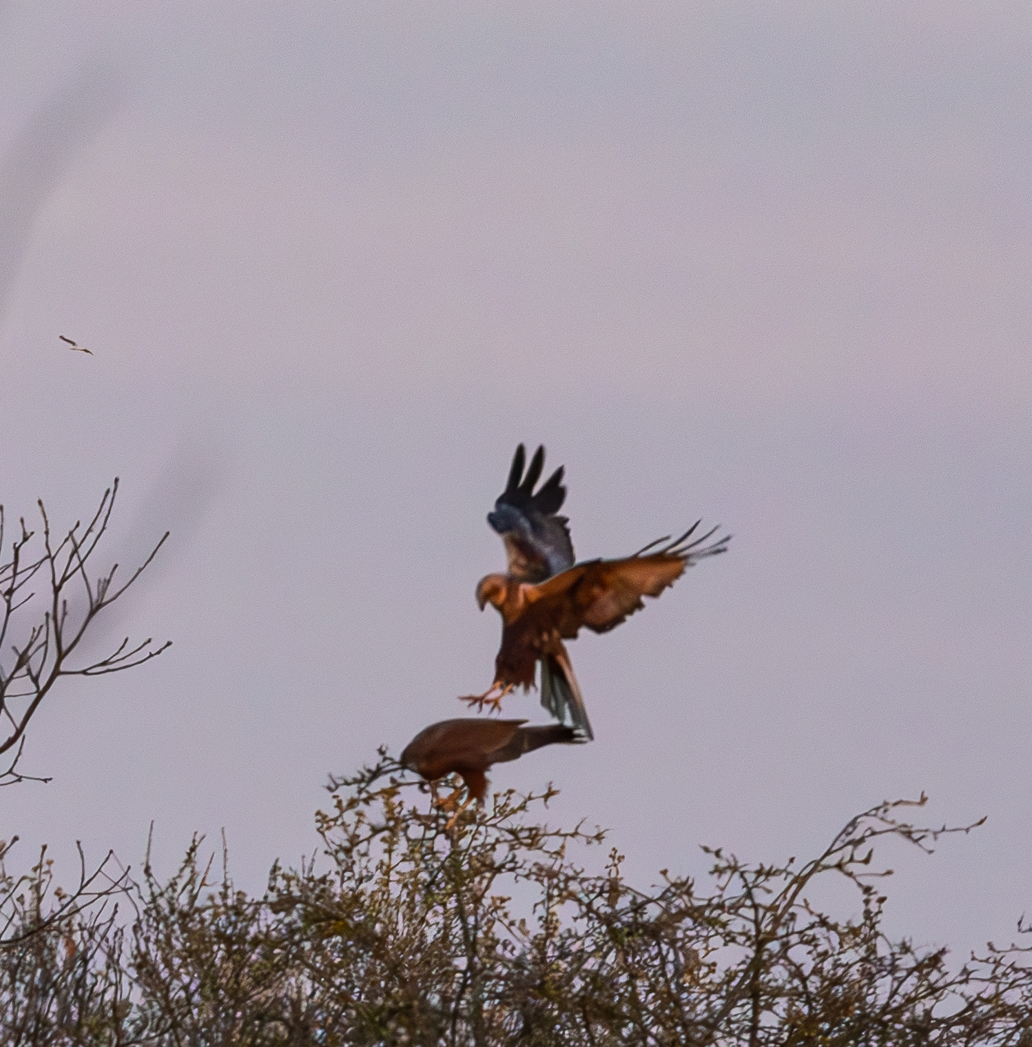Couple de Busards des roseaux (Western Marsh Harrier, Circus aeruginosus) se préparant à copuler. Atterrissage du mâle sur la  femelle, Réserve naturelle de Mont-Bernanchon, Hauts de France.